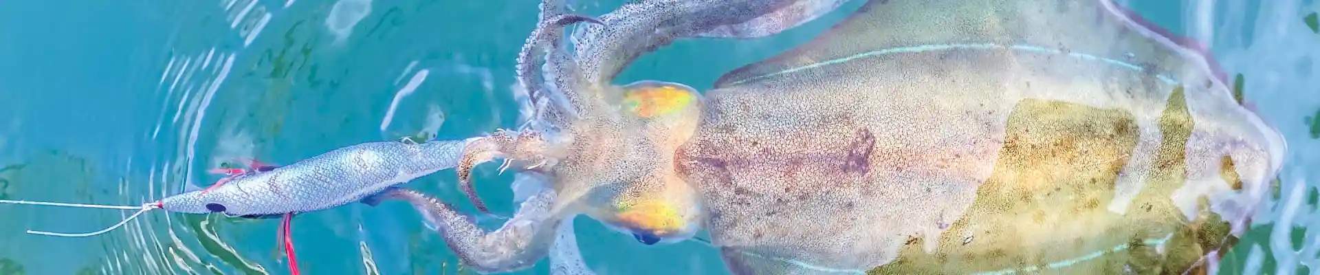 Squid Fishing